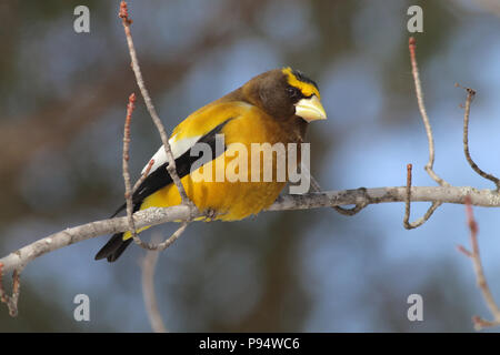 Sera Grosbeak, presi in Sax-Zim Bog nel nord del Minnesota vicino a Duluth Foto Stock