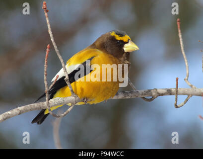 Sera Grosbeak, presi in Sax-Zim Bog nel nord del Minnesota vicino a Duluth Foto Stock