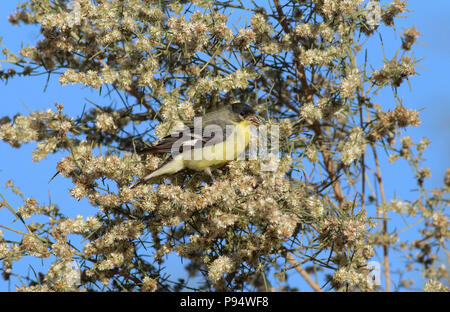 Minor Cardellino Novembre 11th, 2015 Tanque Verde lavare, Tucson, Arizona Foto Stock