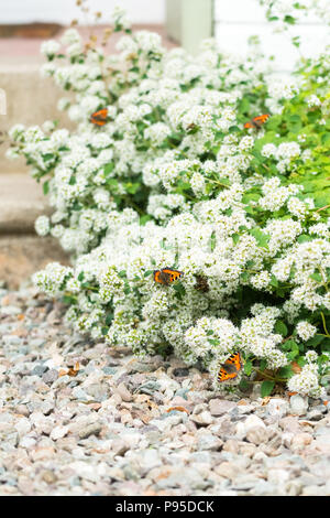 Piccola tartaruga farfalle (Aglais urticae) alimentazione su bianco maggiorana nel giardino del Regno Unito Foto Stock