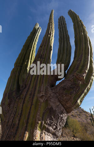 Cardon cactus, Baja California Foto Stock