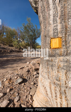 Cardon cactus, Baja California Foto Stock