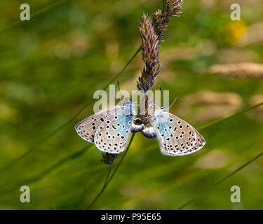 Grandi farfalle blu Maculinea arion Collard su Hill Somerset dopo il successo della sua reintroduzione nella metà degli anni ottanta dopo essere diventato estinti nel 1979 Foto Stock