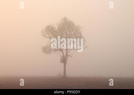Silhouette foresta di alberi di pino. strati Multipli coperta di foresta in arancione nebbia di mattina Foto Stock