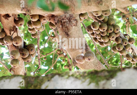 Incredibile gran fico con ricchi frutti e grande baldacchino albero a Da Lat, Viet Nam del giorno Foto Stock