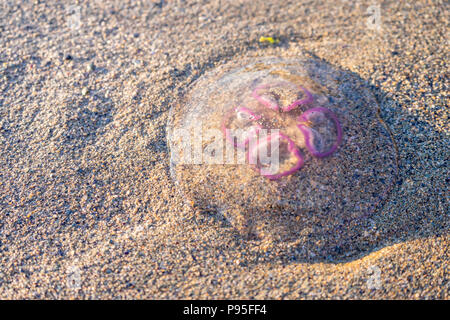 Luna intrecciati Medusa (Aurelia aurita) su di una spiaggia di sabbia in North Cornwall durante il mese di luglio (estate), Inghilterra, Regno Unito Foto Stock