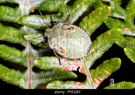 Un insetto comune nel sud della Gran Bretagna si trova in una varietà di habitat Foto Stock