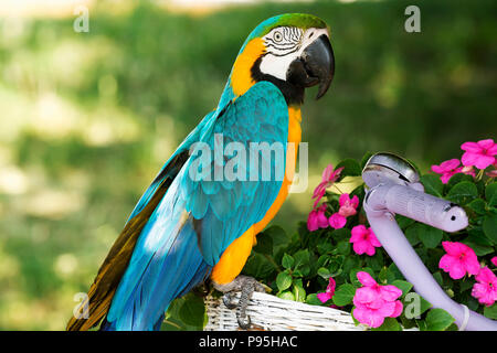 Blu e Giallo macaw (Ara ararauna) Foto Stock