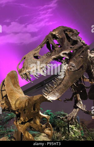 Tyranosaurus Rex combattendo contro un dinosauro triceratops presso il Museo dei Bambini di Indianapolis, Indiana. Foto Stock