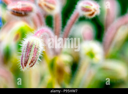 Micro immagine di una testa di fiori che presto bloom Foto Stock