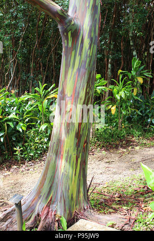 I coloratissimi tronco di un arcobaleno eucalipto in Haiku, Maui, Hawaii, STATI UNITI D'AMERICA Foto Stock