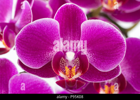 Uno zoom macro closeup di un magenta / rosa Fiore orchidea colorato (Phalaenopsis) che mostra i suoi bei dettagli Foto Stock