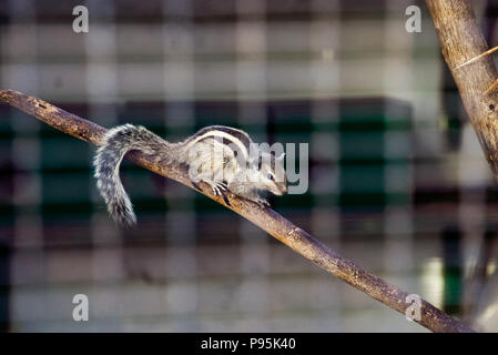 Striping siberiano asiatica Scoiattolo striado (latino Tamias sibiricus) roditore della famiglia scoiattolo in area dello zoo. Scoiattolo striado orientale seduta sul brunch di legno. Foto t Foto Stock