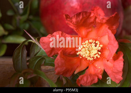 Fiore di melograno albero da frutta. Foto Stock