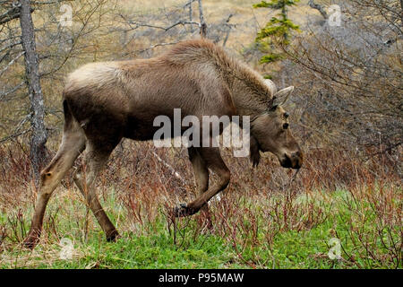 La fauna selvatica, alci polpaccio. Diario di viaggio, viaggio Terranova, Canada, paesaggi e scenic, provincia canadese, 'rock' Foto Stock