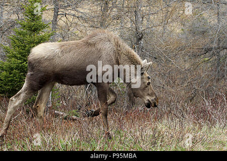 La fauna selvatica, alci polpaccio. Diario di viaggio, viaggio Terranova, Canada, paesaggi e scenic, provincia canadese, 'rock' Foto Stock