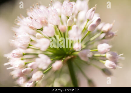 Primo piano della Wild Onion Flower nel selvaggio negli Stati Uniti d'America Foto Stock