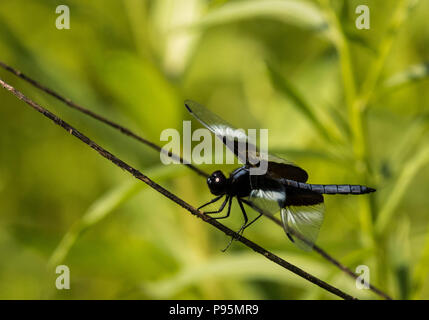 Dragonfly tenendo la brezza nel sole caldo Foto Stock