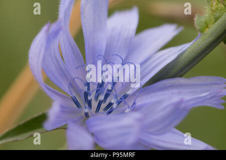 Primo piano del fiore di cicoria nel selvaggio negli Stati Uniti d'America Foto Stock