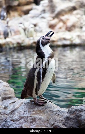 Pinguini Humboldt sulla pietra costa, montagne sullo sfondo Foto Stock