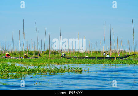 I lavoratori delle aziende agricole flottante al lavoro - in canoe barche sul Lago Inle tra le piante verdi e gli alti pali, Intha, Myanmar. Foto Stock