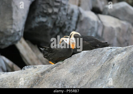 Tufted puffini, vicino a Seward, Alaska, STATI UNITI D'AMERICA Foto Stock