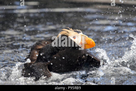 Tufted puffini, vicino a Seward, Alaska, STATI UNITI D'AMERICA Foto Stock