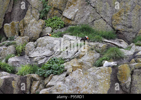 Puffin tufted in luogo di nidificazione, su 'Haystack Rock', a Cannon Beach in Oregon, USA Foto Stock