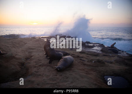 Leoni di Mare in appoggio sulle rocce Foto Stock