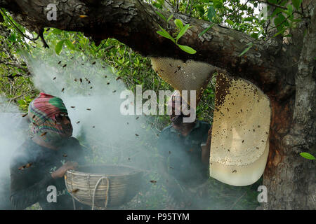 La tradizionale produzione di miele la raccolta in Sundarbans, il mondo la più grande foresta di mangrovie in Bangladesh. Satkhira, Bangladesh. Foto Stock