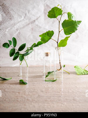 Bottiglie piccole con pianta betulla su sfondo di legno con gocce di pioggia, della salute, della bellezza e del concetto di trattamento, lo spazio per il testo. Foto Stock