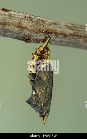 Pupa di unione farfalla pavone (Aglais io), Svizzera Foto Stock