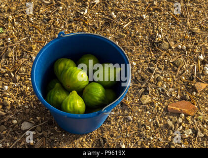 Cubo pieno di fichi freschi raccolti dalla struttura ad albero . La raccolta di frutti nel campo durante una soleggiata giornata estiva al tramonto. Foto Stock