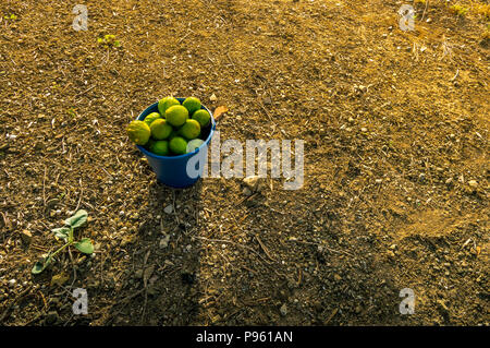 Cubo pieno di fichi freschi raccolti dalla struttura ad albero . La raccolta di frutti nel campo durante una soleggiata giornata estiva al tramonto. Foto Stock