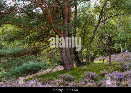 Pini, betulle, e fioritura heath in riserva naturale Fischbeker brughiera al giorno. Foto Stock