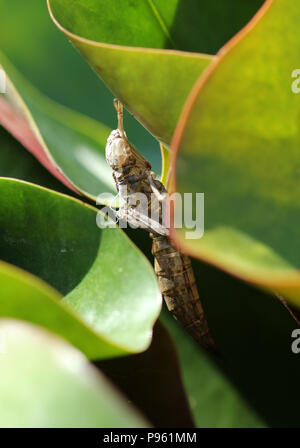 Ninfa di libellula involucro Foto Stock