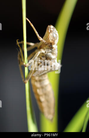Ninfa di libellula involucro Foto Stock