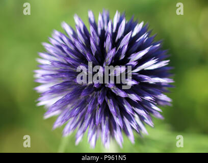 Echinops telfairi Foto Stock