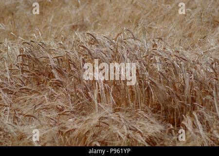 Ripe Golden Orzo in una fattoria di seminativi campo. Boarhills, Fife, Scozia. Luglio, 2018. Foto Stock