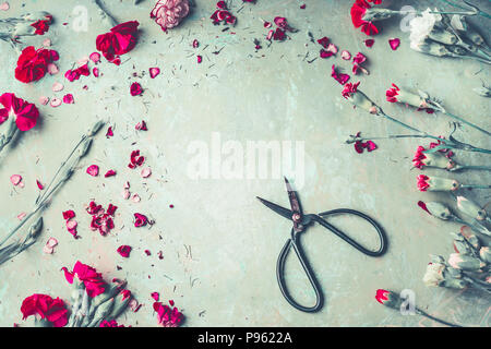 Bellissimo giardino estivo fiori di garofano con forbici , telaio su sfondo color pastello, vista dall'alto Foto Stock