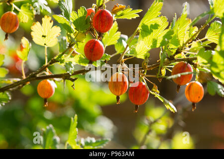 L'uva spina. Fresche e mature ribes organico su un ramo Foto Stock