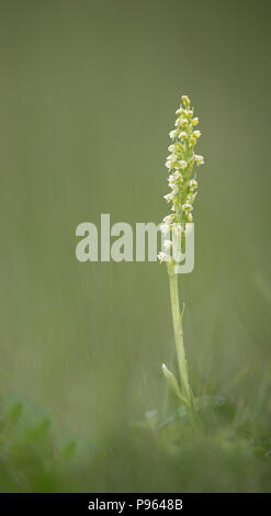 Una piccola orchidea bianca a poco Asby in Cumbria. Foto Stock