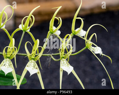 Brown Spotted crema fiori del Central America tropicale epiphytic orchid, Brassia verrucosa 'Sea Breeze' Foto Stock