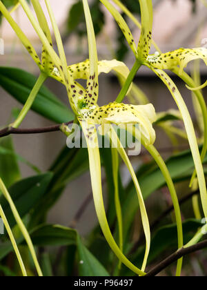 Brown Spotted crema fiori del Central America tropicale epiphytic orchid, Brassia verrucosa var majus Foto Stock