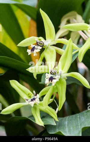 Marrone contrassegnato panna e fiori verdi della gara epiphytic orchid, Coelogyne 'Green Dragon Chelsea' Foto Stock