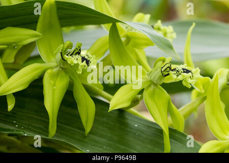 Marrone contrassegnato panna e fiori verdi della gara epiphytic orchid, Coelogyne 'Green Dragon Chelsea' Foto Stock