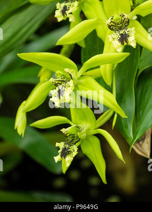 Marrone contrassegnato panna e fiori verdi della gara epiphytic orchid, Coelogyne 'Green Dragon Chelsea' Foto Stock