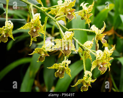 Fiori della Nuova Guinea epiphytic orchid, Dendrobium polysema, Fioritura in estate Foto Stock