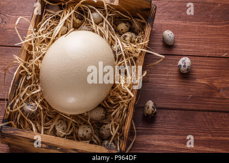 Grande uovo di struzzo con paglia circondati da uova di quaglia, copyspace. Foto Stock