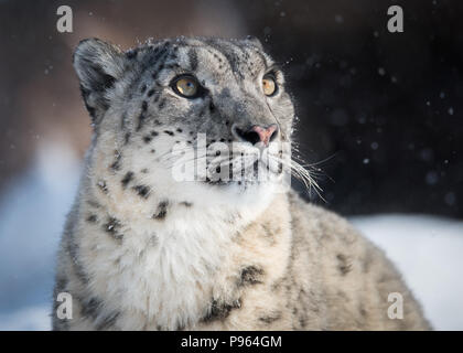 Snow Leopard si Ena orologi la caduta della neve a Toronto Zoo, dove Ella è parte di successo di un programma di riproduzione in cattività per questa specie vulnerabili. Foto Stock